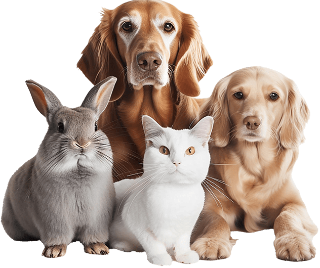 Dogs